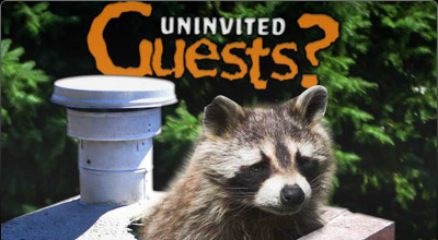 Raccoon Guys